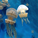 Spotted Jellyfish