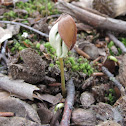 European Beech sprout