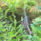 Black and Yellow Garden Spider