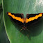 Catonephele butterfly.