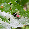 velvet ant, wingless wasp