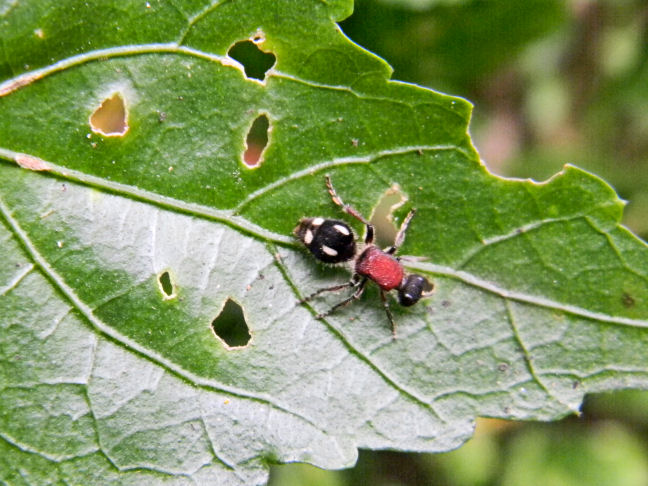 velvet ant, wingless wasp