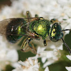 Green Metallic Bee