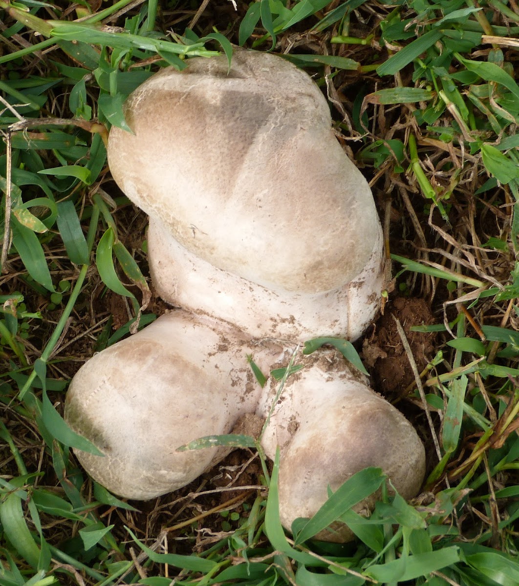 Puffball fungus