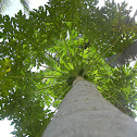 Papaya / pawpaw / papaw tree