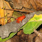 Strawberry Dart Frog (Rana sin bluejeans)