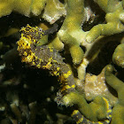 Tiger Tail Sea Horse