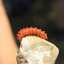 Pipevine Swallowtail caterpillar