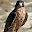 الصقور Download on Windows
