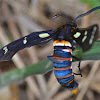 Black-banded Wasp Moth