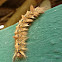 Lappet Moth caterpillar