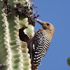 Gila Woodpecker