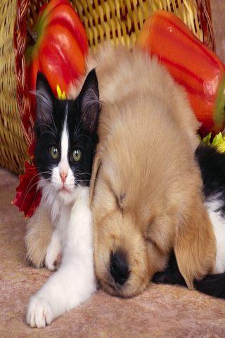 Cat and dog Wallpapers HD