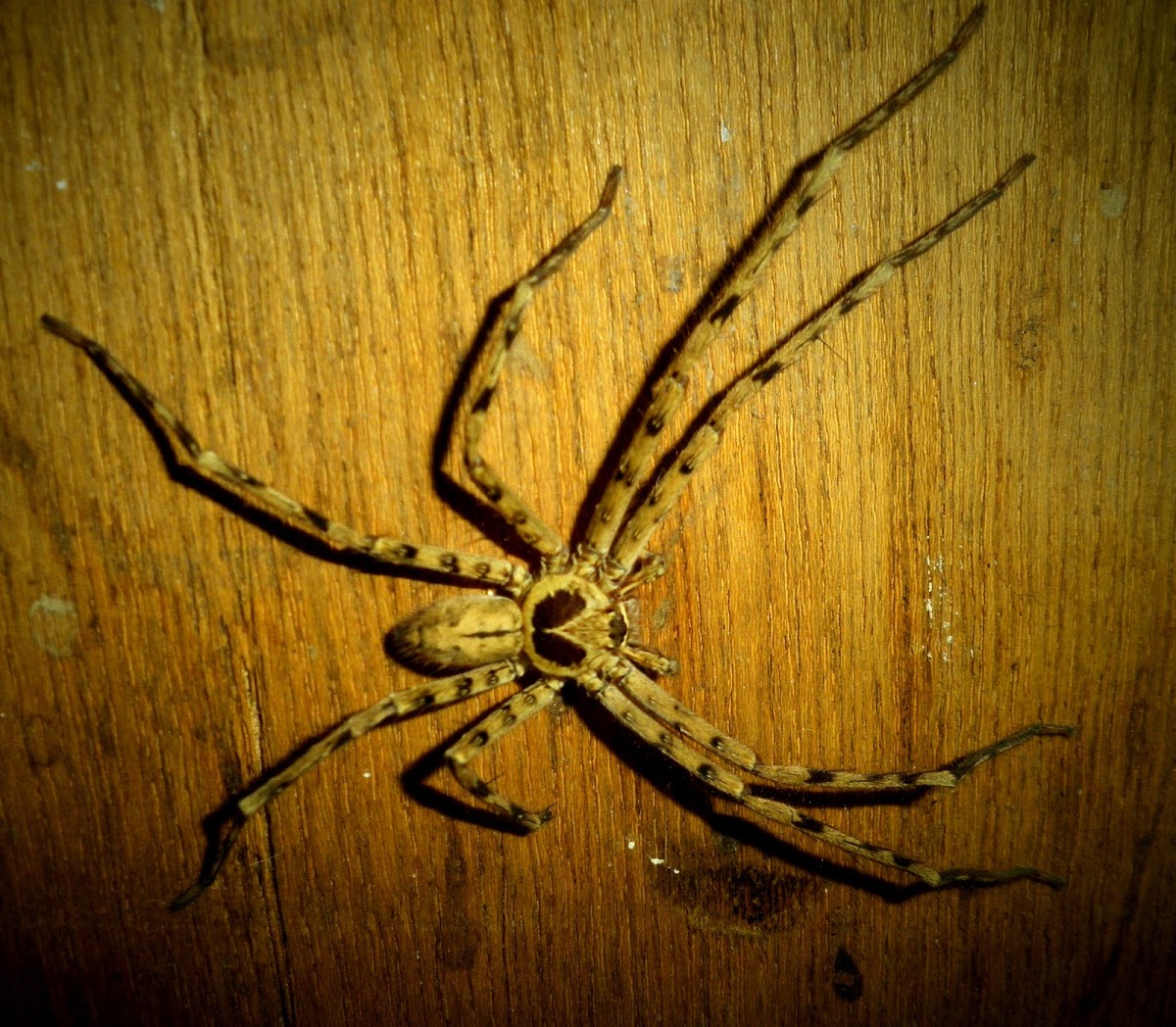 brown hutsman spider