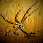 brown hutsman spider