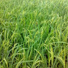 Asian Rice Crop ( धान की फसल )
