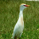 Cattle Egret