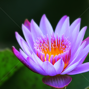 water lily by তিত কুটি - Flowers Single Flower