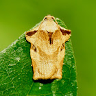 Tortrix Moth