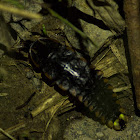 Firefly larva