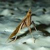 Gracillariid Moth