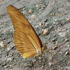 Julia Butterfly or Julia Heliconian
