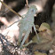 Grasshopper molted exoskeleton