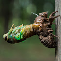 Linne's Cicada