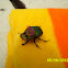rainbow scarab