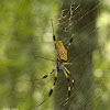 Golden Silk Spiders Nephila clavipes