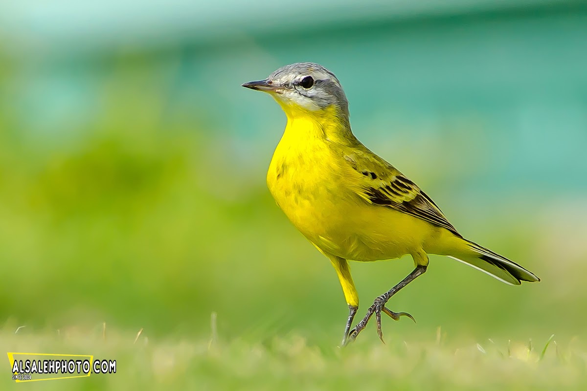 Blue-headed Wagtail