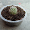Barrel cactus