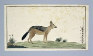Canis mesomelas (Black-backed jackal)