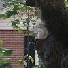 Eastern Gray Squirrel (Leucistic)