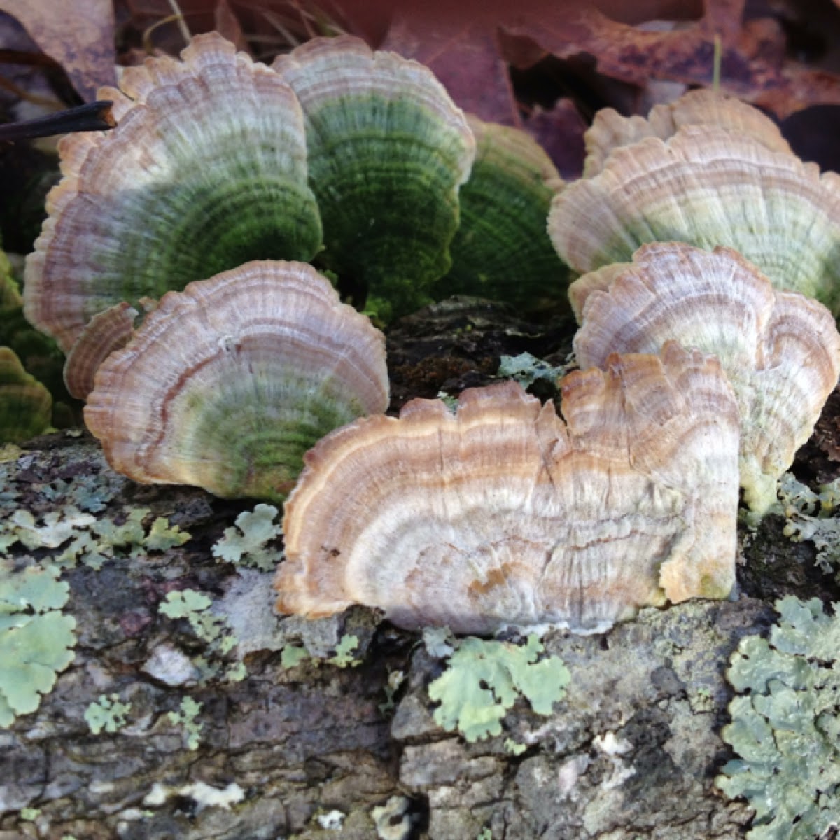 Tree mushroom