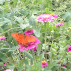 Gulf Fritillary