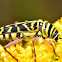 Locust Borer