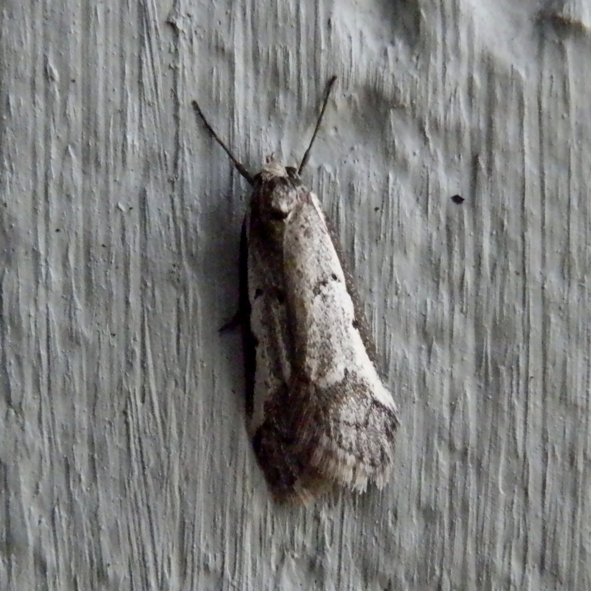 Oecophorid Moth