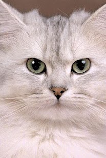 Cat Wallpaper Screenshots 4