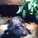 American alligator (juvenile)