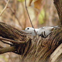 White-breasted Nut Hatch