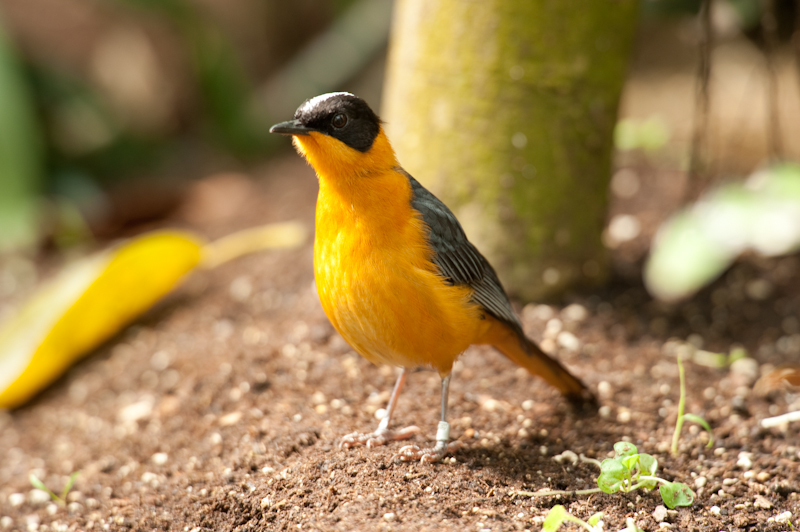 Snowy-crowned Robin-chat