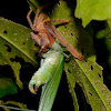 Spider eating grasshopper