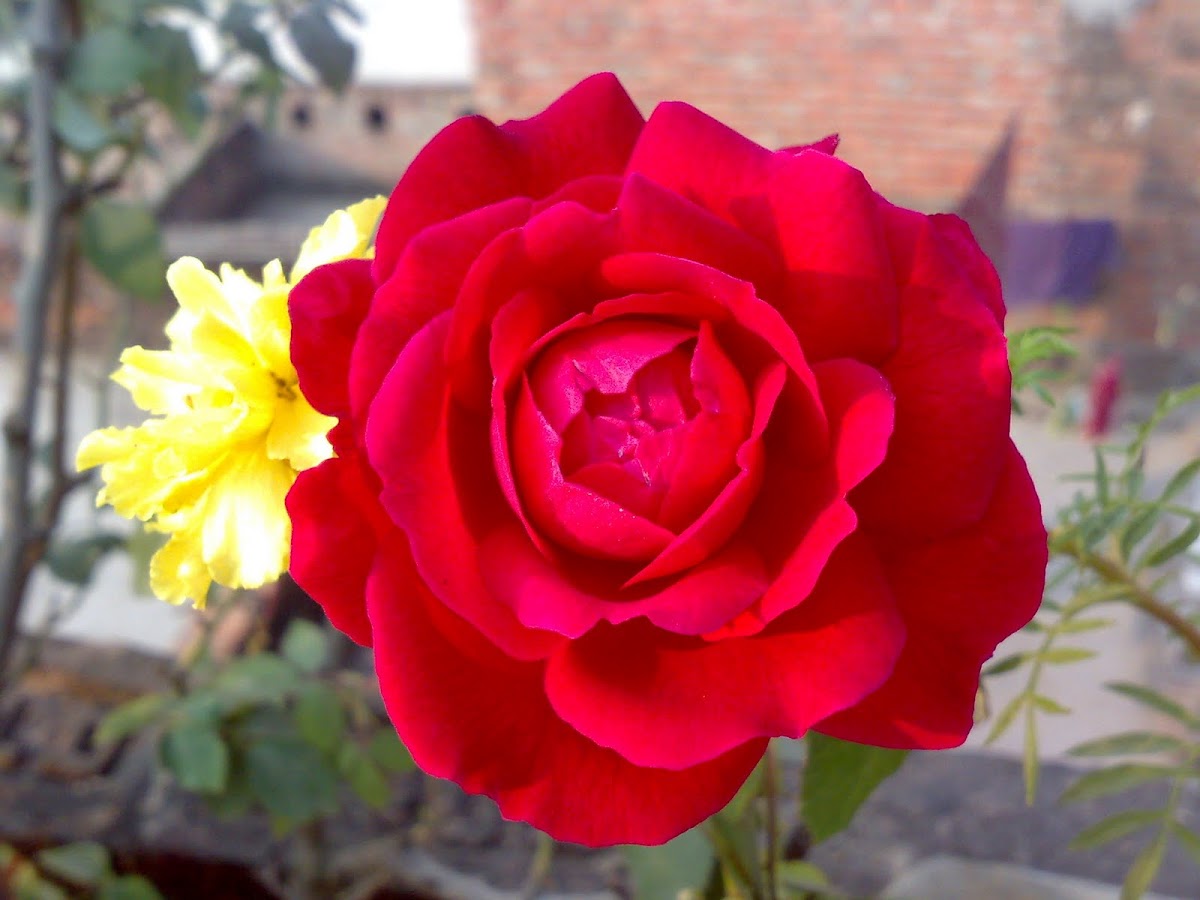 Red Rose ( लाल गुलाब )