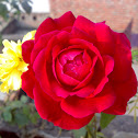 Red Rose ( लाल गुलाब )