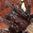 Large Brown Vagrant spider