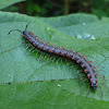 Red-winged Dragon Millipede
