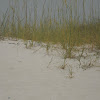 Sea Oats (and sand dune restoration)