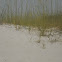 Sea Oats (and sand dune restoration)