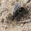 Sphecid wasp (female)